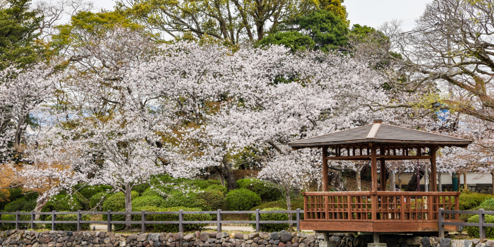 桜が満開の大村公園と池のほとりにある東屋の風景