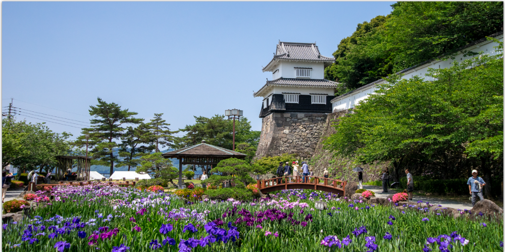色とりどりの花菖蒲が咲く庭園越しに、石垣上に建つ白壁の城と木橋を望む晴天の観光地風景